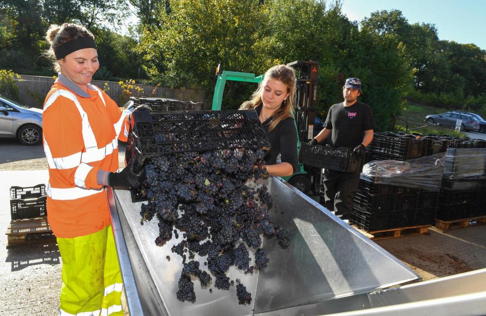 Hampshire vineyard begins one of its earliest harvests